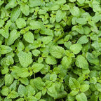 Sets 3 Catnip Mint Plants Live Fast Growing for Spring Planting, Fragrant Culinary Herb Mint for Indoor Outdoor Gardening, Cold Hardy