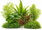 Live Aquarium Plants Bundle - Assorted Freshwater Plants - Low | Medium | High Light