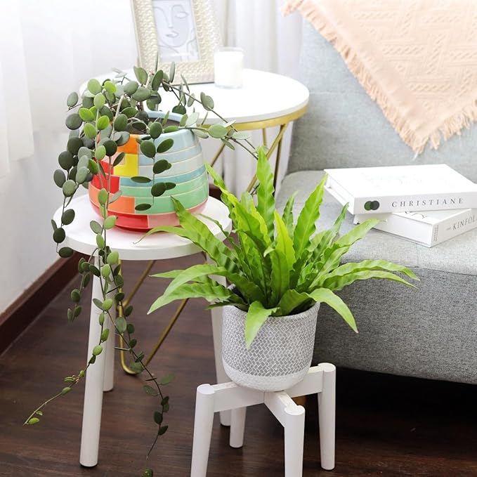 Bird’s Nest, 'Victoria' Fern (4 inch) - Air-Purifying Houseplants - 4/6 inch Unique Live Decorative Houseplants - Low-Maintenance Indoor Plants, House Warming Gift, Natural Air Purifier