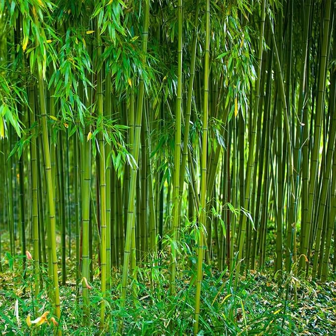 450+ Bamboo Seeds for Planting-Exotic and Fast Growing-Landscaping, Privacy, Indoor or Outdoor