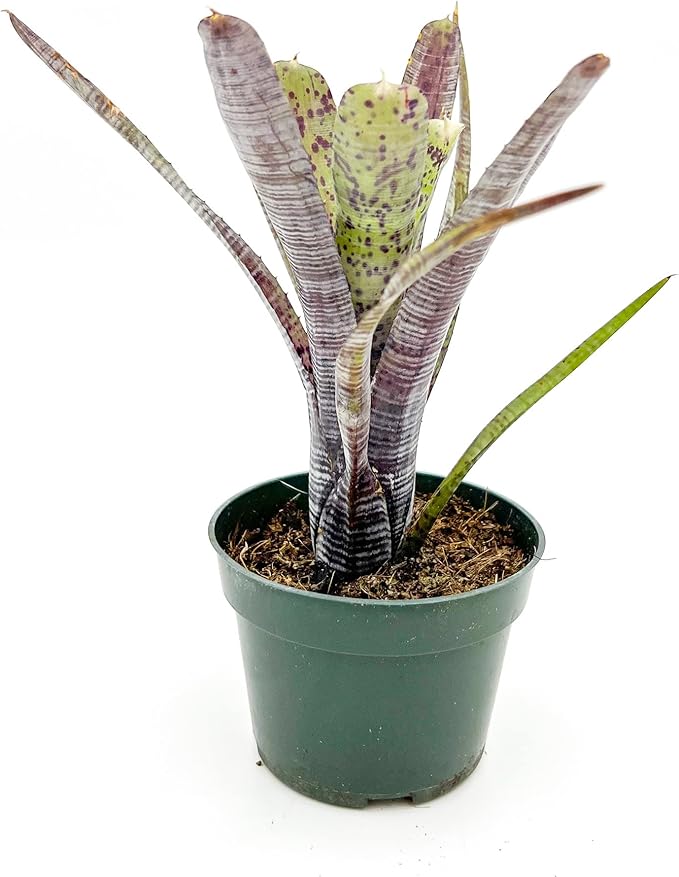 ragnaroc Live Plants – Bromeliad Neoregelia Pauciflora, 4-8" in 4" Pot - 1ct - Live Arrival Guaranteed - House Plants for Home Decor & Gift
