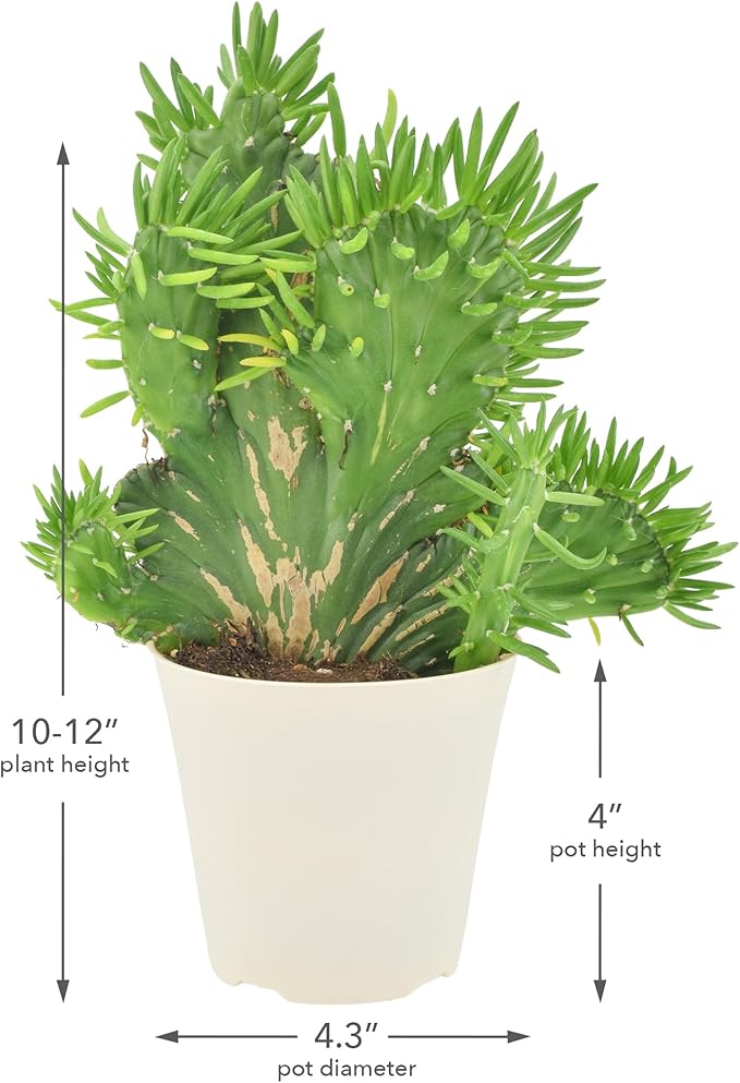Arcadia Garden Products Live Opuntia subulata ‘Cristata’ Rare Indoor Houseplant in Plastic Pot, Tropical Plant Collector Gift for Home and Garden Decor, 4-inch, Beige