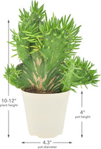 Arcadia Garden Products Live Opuntia subulata ‘Cristata’ Rare Indoor Houseplant in Plastic Pot, Tropical Plant Collector Gift for Home and Garden Decor, 4-inch, Beige