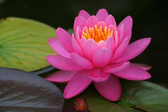 Live Hardy Water Lily Tubers Rhizomes Bulb Seed Nymphaea Aquatic Pond Plants Water Gardens Pre-Grown Flower in White Pink Red Yellow Orange Blue Purple (1, Cuts Asst Hardy Lily)