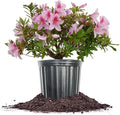 George Tabor Azalea 3 Gallon