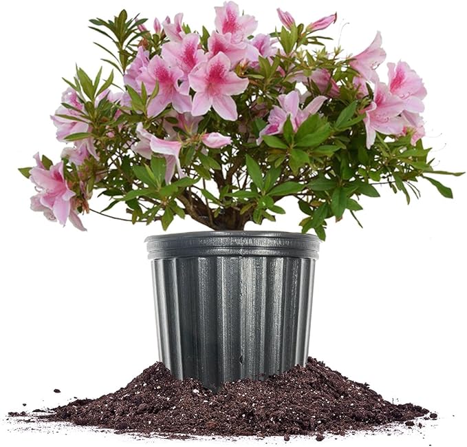 George Tabor Azalea 3 Gallon