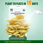 Golden Oyster Mushroom Growing Kit - Organic Edible 4 lbs Mushroom Grow Kit, Grow Your Own Oyster Mushroom at Home, Handmade in USA, Non-GMO, Holiday Gardening Gift