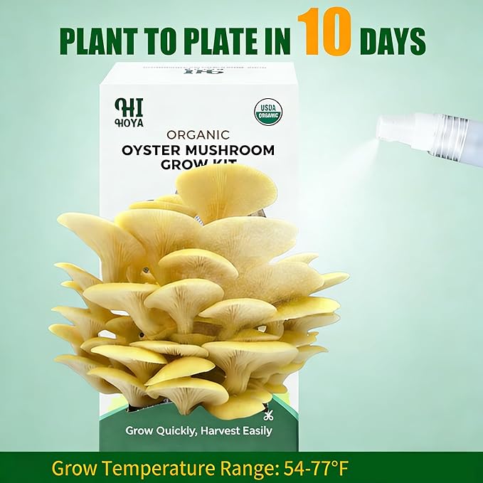 Golden Oyster Mushroom Growing Kit - Organic Edible 4 lbs Mushroom Grow Kit, Grow Your Own Oyster Mushroom at Home, Handmade in USA, Non-GMO, Holiday Gardening Gift