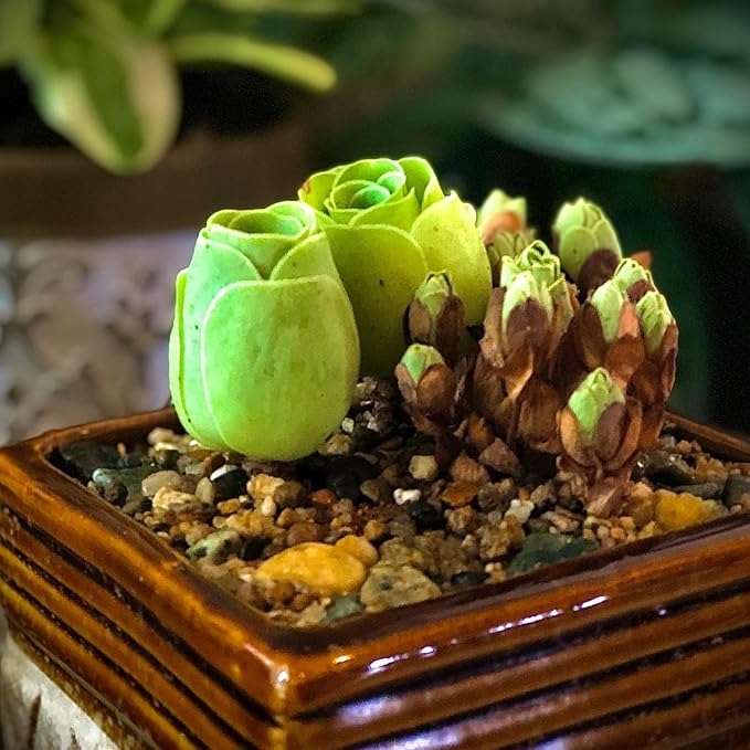 Mountain Rose Cactus Live Plant, Very Rare Succulent Live Plant in 2" Pot, Stater Plant