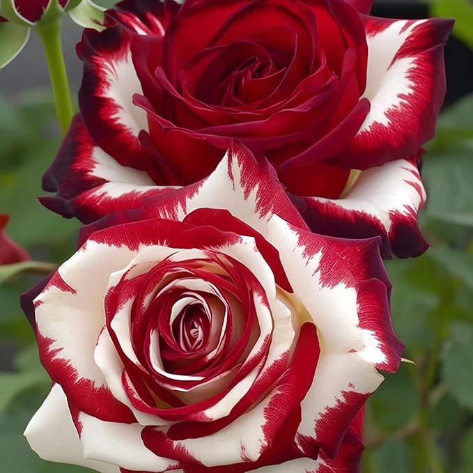 100pcs Rare Twin Red White Rose Color Rose Seeds for Planting, Non-GMO Ground Cover Flower Seeds, Heirloom Rare Garden Flowers in Outdoors