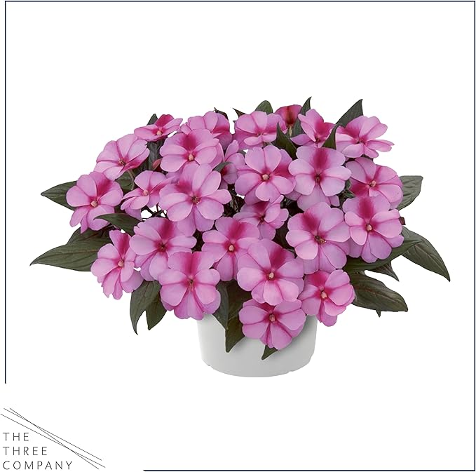 Live Flowering New Guinea Impatiens - Bicolor Pink (2 Plants Per Pack), Beautiful Shade Flowers, 12" Tall by 5" Wide in 1 Qt Pot