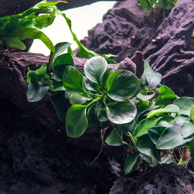 SubstrateSource Anubias Live Aquarium Plants - Potted Freshwater Plant for Fish Tanks, Terrariums - Beginner Friendly Low Light (Barteri Round Leaf, 1 Pot)
