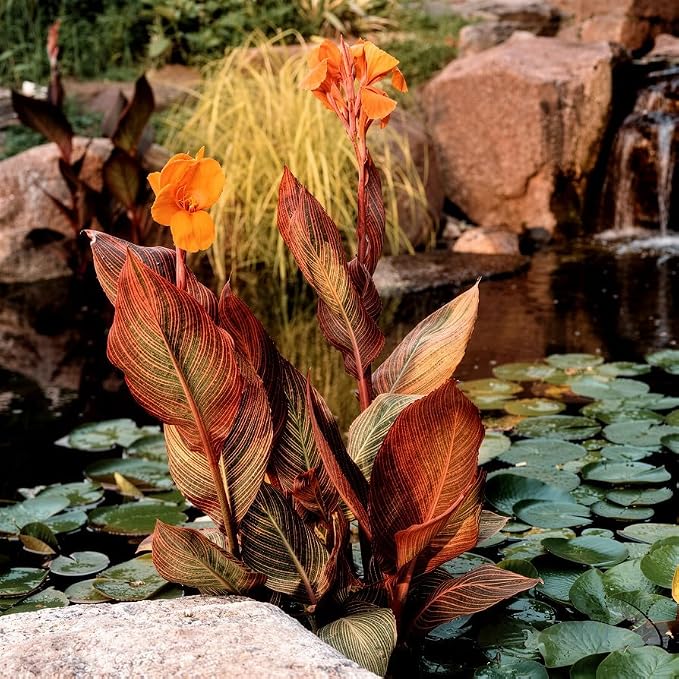 10 Tropicana Canna Lily Seeds - Exotic Foliage Perennial Flower for Home Garden Yard Planting