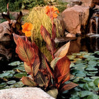 10 Tropicana Canna Lily Seeds - Exotic Foliage Perennial Flower for Home Garden Yard Planting