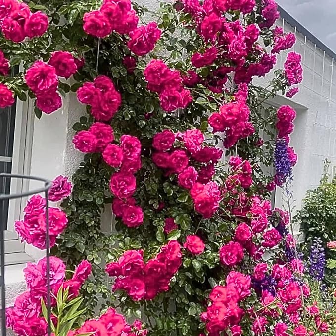 Fragrant Rose Plant Live Bush Shrub or Climbing, Old-Fashioned Roses Summer Rebloomer in 2.5 Inch Pot, Lanscape Rose Plant (Assorted) (Pink Shrub)