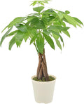 Live Braided Money Tree Pachira Aquatica Indoor Houseplant in Arcadia Garden Product's Branded Plastic Pot, Tropical Plant Collector Gift for Home and Garden Decor, 4-in, Beige