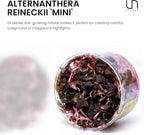 Ultum Nature Systems Mini Alternanthera Reineckii Red Stem Tissue Culture Live Plant for Aquarium, Aquascape, Freshwater Fish Tanks - 100% Snail Free in Vitro