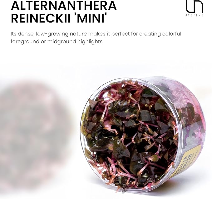 Ultum Nature Systems Mini Alternanthera Reineckii Red Stem Tissue Culture Live Plant for Aquarium, Aquascape, Freshwater Fish Tanks - 100% Snail Free in Vitro