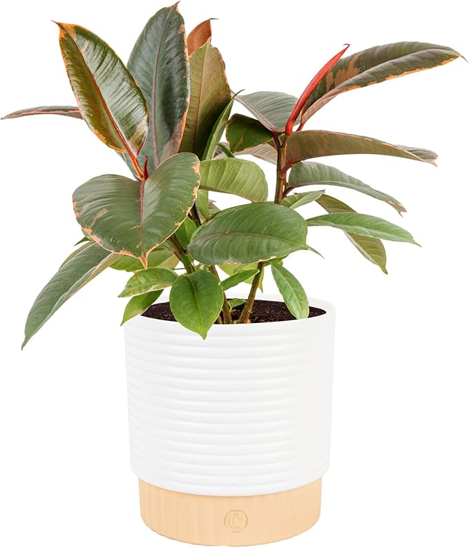 Costa Farms Ficus Live Plant in Decorative Pot, Indoor Houseplant, Assorted Variety, Home, Room, or Office Decor, Great House Warming or Birthday Gift, 12-18 Inches Tall