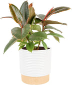 Costa Farms Ficus Live Plant in Decorative Pot, Indoor Houseplant, Assorted Variety, Home, Room, or Office Decor, Great House Warming or Birthday Gift, 12-18 Inches Tall