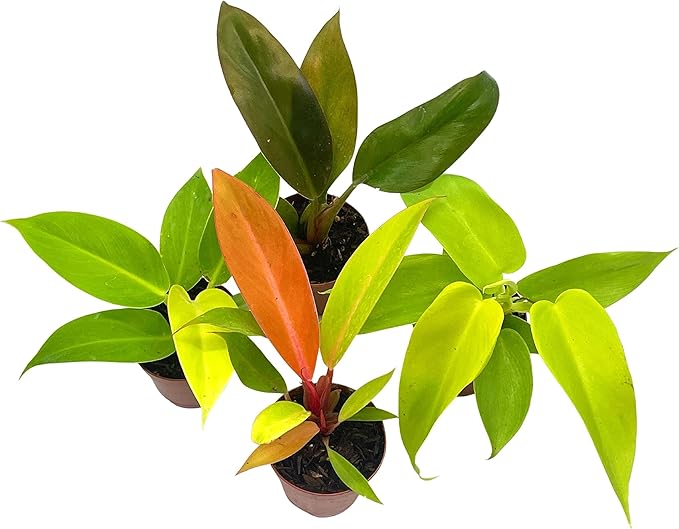 BubbleBlooms Philodendron Assortment Set, 2 inch pots, 4 Different Philo Imperial House Plants