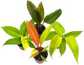 BubbleBlooms Philodendron Assortment Set, 2 inch pots, 4 Different Philo Imperial House Plants