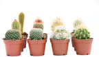 Cactus Plants Live – Small Assorted 2-Inch Cactus Plants – Fully Rooted Potted Cactus Plants – Live Cactus Plant Set (12)