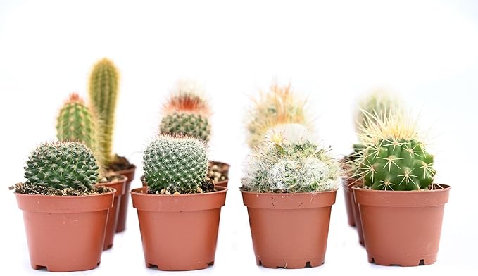 Cactus Plants Live – Small Assorted 2-Inch Cactus Plants – Fully Rooted Potted Cactus Plants – Live Cactus Plant Set (12)