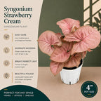 Syngonium Strawberry Live Plant, Pink Syngonium Indoor Plant, Live Houseplant, Easy Care Low Maintenance Plant, Indoor Plants for Home Decor and Room Decor