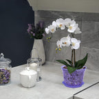 Orchid Pot, 6.7 Inch 8 Pack Orchid Pots with Holes and Saucers,Plastic Orchid Planter - Purple Amethyst