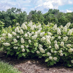Hydrangea Live Plant, 6-12 Inch Tall, Hardy Flowering Shrub in 2.5" Pot, Outdoor Garden Hydrangea Bush (Oakleaf Hydrangea)