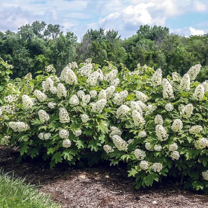 Hydrangea Live Plant, 6-12 Inch Tall, Hardy Flowering Shrub in 2.5" Pot, Outdoor Garden Hydrangea Bush (Oakleaf Hydrangea)