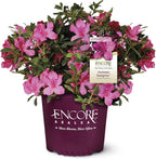 Encore Azalea 2 Gal. Autumn Sangria Azalea Shrub