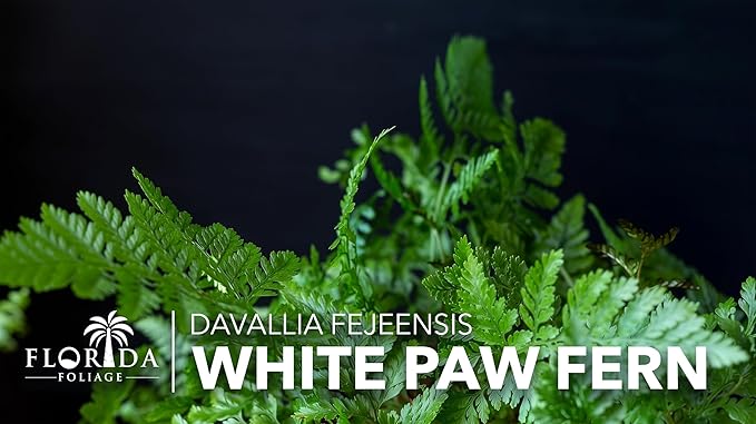 White Paw Fern | 3 Live Plants | Davallia Tyermanii | Indoor Outdoor Tropical Foliage | Fuzzy Root Houseplant | Exotic Decorative Greenery | Pet Safe