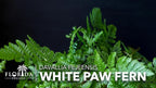 White Paw Fern | 3 Live Plants | Davallia Tyermanii | Indoor Outdoor Tropical Foliage | Fuzzy Root Houseplant | Exotic Decorative Greenery | Pet Safe