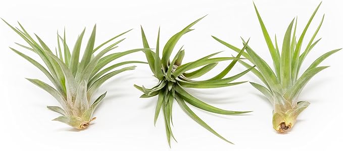 3 Pack Air Plants Velutina - Live Tillandsia Succulent House Plants - Available in Wholesale and Bulk - Home and Garden Decor - Easy Care Indoor and Outdoor Plants