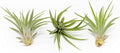 3 Pack Air Plants Velutina - Live Tillandsia Succulent House Plants - Available in Wholesale and Bulk - Home and Garden Decor - Easy Care Indoor and Outdoor Plants