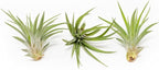 3 Pack Air Plants Velutina - Live Tillandsia Succulent House Plants - Available in Wholesale and Bulk - Home and Garden Decor - Easy Care Indoor and Outdoor Plants