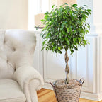 Brighter Blooms - Braided Benjamina Ficus Tree, 3-4 ft. - No Shipping to AK, AZ, HI, OR