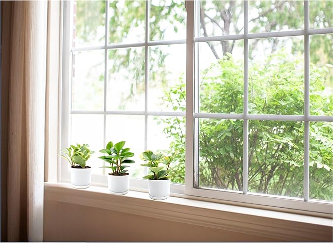 3PK Peperomia obtusifolia in 4” Decor Pots, Baby Rubber Plant, Live Indoor houseplant, Air Purifier, Pets Friendly, Foliage Plant, Succulent