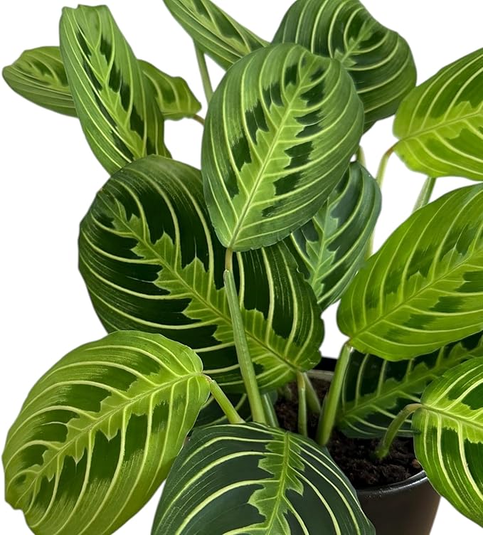 Live Plant, Lemon Lime Maranta Prayer Plant, Pet Friendly, Air Purifying Plant, Easy Care, Easy to Grow Live Indoor Plant, Houseplant, Rare Indoor Plant, Home Décor 4.7" Pot by Hopewind Plants Shop