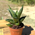 Sansevieria Black Pagoda Live Plant | Rare Snake Plant Cutting | House Plants for Beginner | Mother in Law Tongue Indoor Houseplants Gifts (Heat Pack Included)
