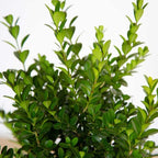 Southern Living Plant Collection 2.5 Quart - Baby Gem Boxwood, Green