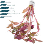 SubstrateSource Live Aquarium Red Stem Plants - Freshwater Aquatic Plant for Fish Tanks, Aquascaping - (Alternanthera Reineckii Rosaefolia, 1 Bunch)