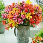 30+ Mixed Alstroemeria Seeds for Planting Outdoors-Perennial Peruvian Lily Flowers Planting for Garden Borders Containers Deer Resistant