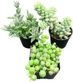 Sprout N Green Green Succulents Collection, 3 Live Succulent Plant Fully Rooted in 2 inch Starter Pot, Home Office Indoor Outdoor Wedding Decoration DIY Projects Party Favor