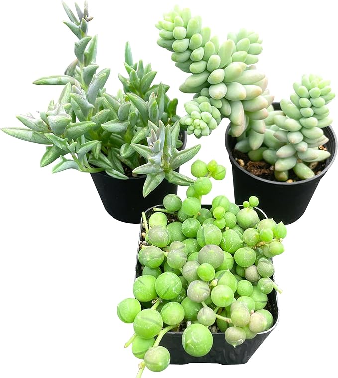 Sprout N Green Green Succulents Collection, 3 Live Succulent Plant Fully Rooted in 2 inch Starter Pot, Home Office Indoor Outdoor Wedding Decoration DIY Projects Party Favor