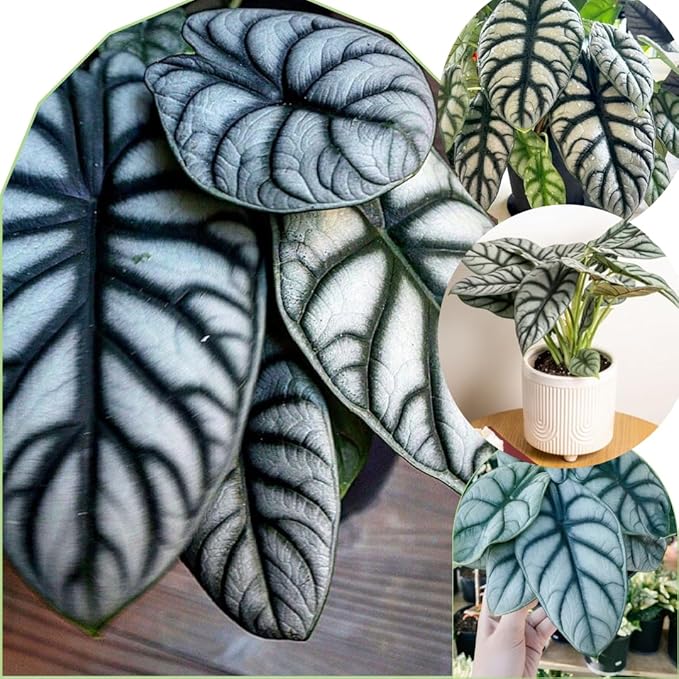 2 Silver Dragon Alocasia Plants Live Houseplant for Indoor Outdoor Growing, 4 to 8 Inches Tall, Rare and Hardy
