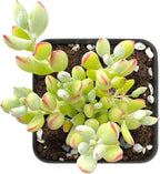 Sprout N Green Cotyledon Pendens, Live Mini Succulent Plant Fully Rooted in 2in Pot, Real House Plant for Home Office Wedding Decoration DIY Projects Party Favor, Keep Away from Pets