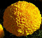 100PCS Mixed Color Snowball Mums Pompon Chrysanthemum Seeds Pompon Mum Courtyard Flower Heirloom Rare Seeds